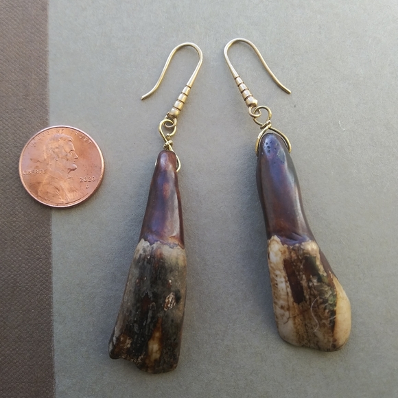 Genuine American Buffalo Tooth Earrings - Picture 3 of 4